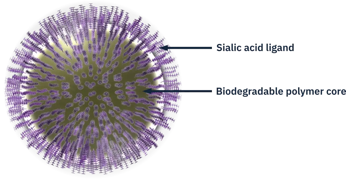 Image displaying sialic acid ligand and biodegredable polymer core